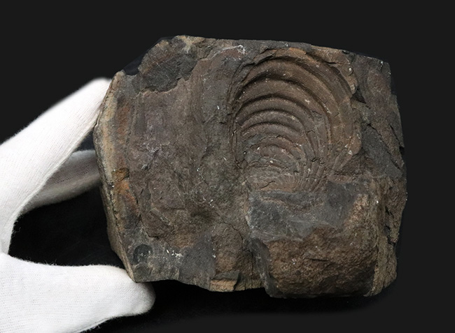 明瞭な成長線にご注目！国産マニアックシリーズ！４４年前に発見された絶滅二枚貝、イノセラムス（Inoceramus）の化石（その4）