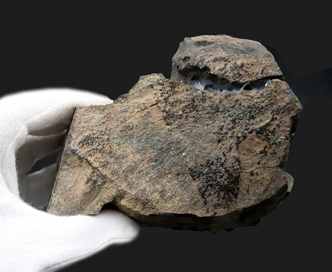 明瞭な成長線にご注目！国産マニアックシリーズ！４４年前に発見された絶滅二枚貝、イノセラムス（Inoceramus）の化石（その6）
