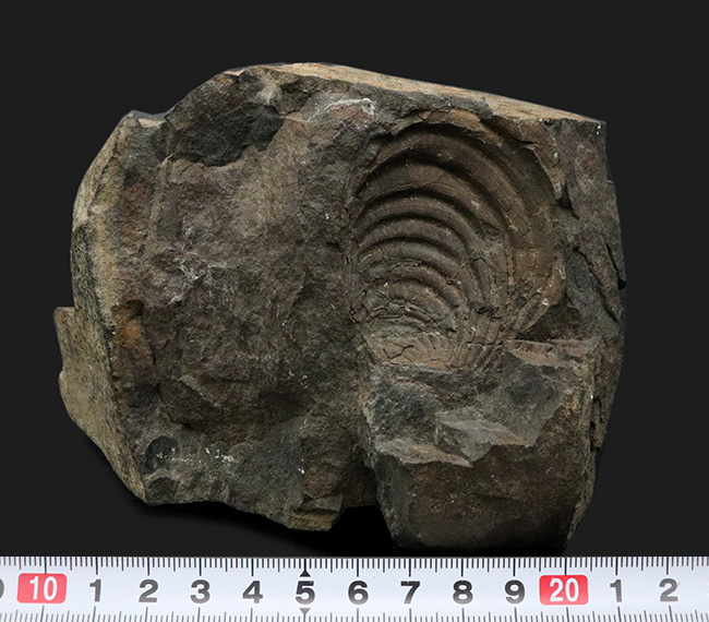 明瞭な成長線にご注目！国産マニアックシリーズ！４４年前に発見された絶滅二枚貝、イノセラムス（Inoceramus）の化石（その7）