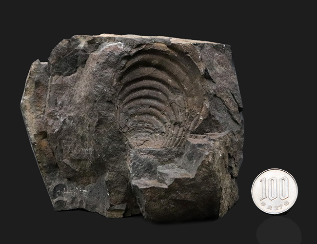 明瞭な成長線にご注目！国産マニアックシリーズ！４４年前に発見された絶滅二枚貝、イノセラムス（Inoceramus）の化石（その8）