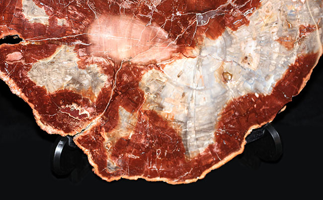 これがマダガスカル産の最高峰の珪化木（ケイカボク）。38cmで8300g、超の付く大判。もはや美術品です。（その4）