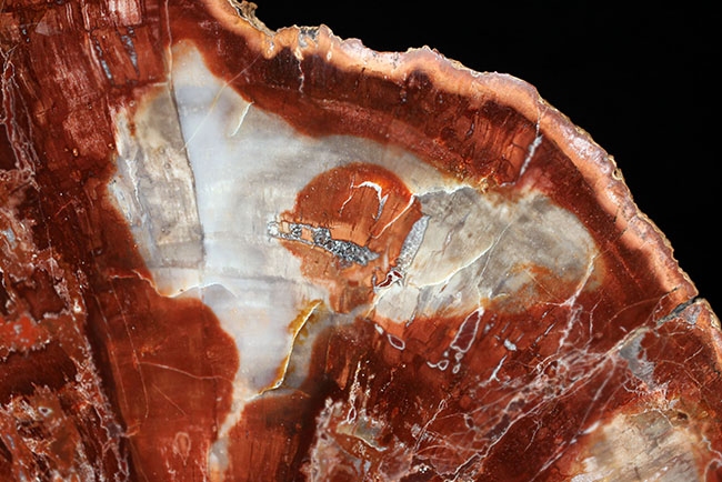 これがマダガスカル産の最高峰の珪化木（ケイカボク）。38cmで8300g、超の付く大判。もはや美術品です。（その6）