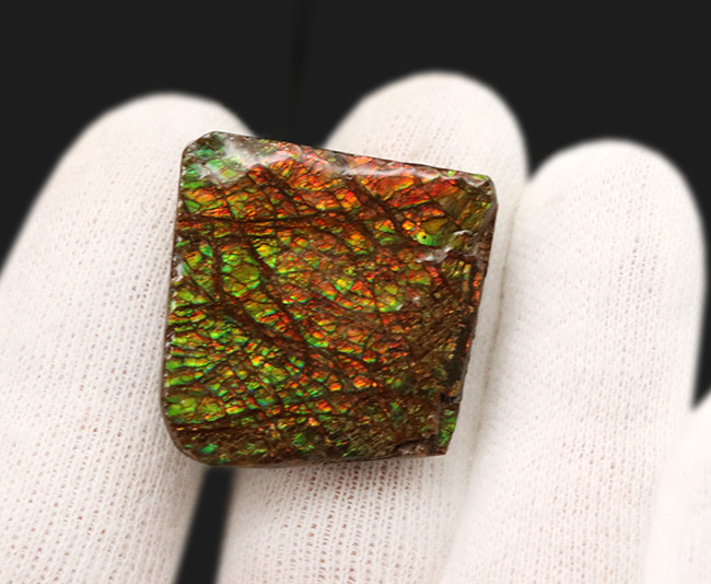 これぞアンモライト(Ammolite)の原石!キラキラと様々な色に輝く、まさに宝石のようなピース(その2)