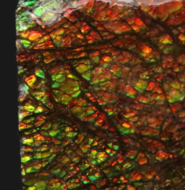 これぞアンモライト(Ammolite)の原石!キラキラと様々な色に輝く、まさに宝石のようなピース(その3)