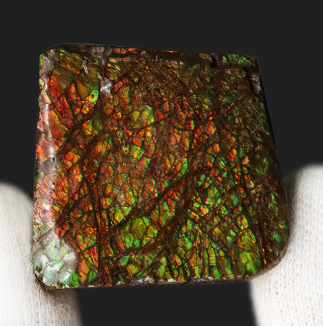 これぞアンモライト(Ammolite)の原石!キラキラと様々な色に輝く、まさに宝石のようなピース(その4)
