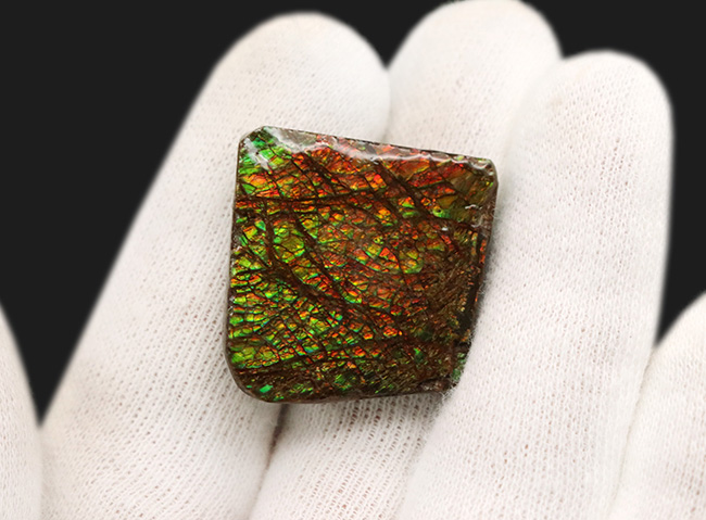 これぞアンモライト(Ammolite)の原石!キラキラと様々な色に輝く、まさに宝石のようなピース(その5)
