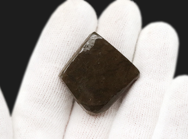 これぞアンモライト(Ammolite)の原石!キラキラと様々な色に輝く、まさに宝石のようなピース(その6)