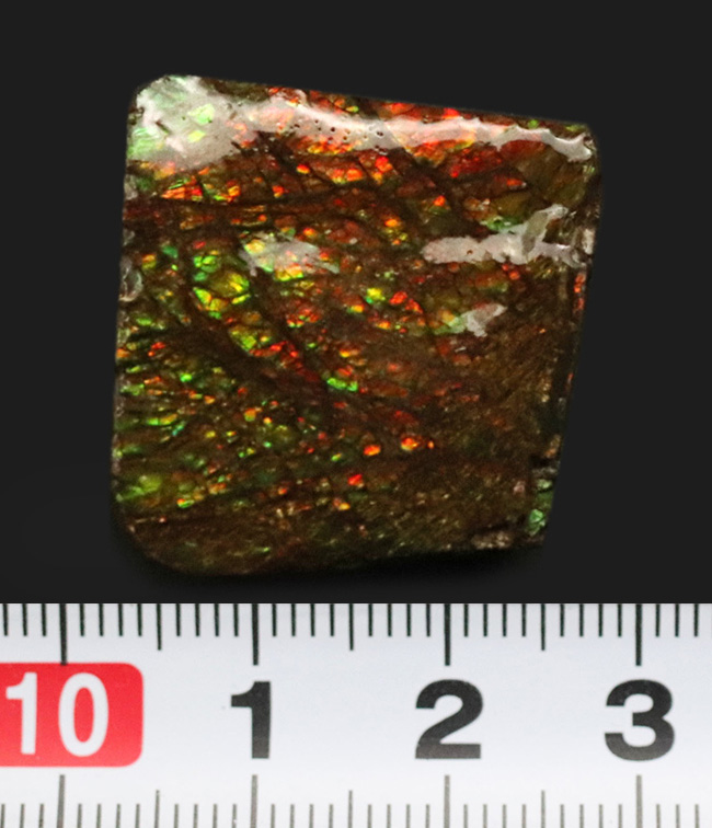 これぞアンモライト(Ammolite)の原石!キラキラと様々な色に輝く、まさに宝石のようなピース(その8)