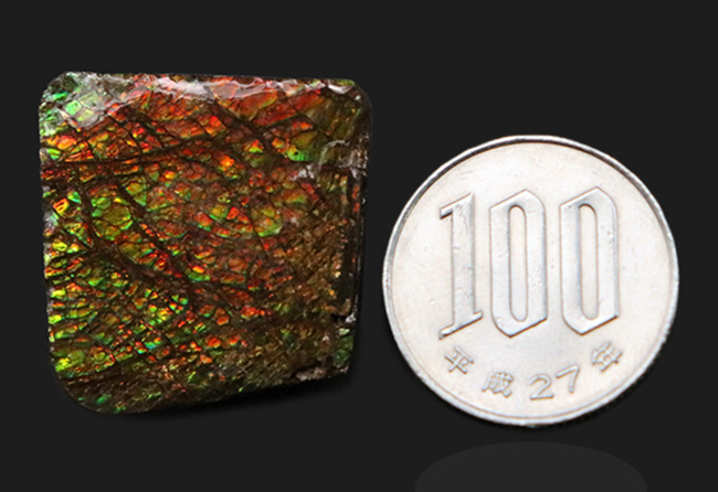 これぞアンモライト(Ammolite)の原石!キラキラと様々な色に輝く、まさに宝石のようなピース(その9)