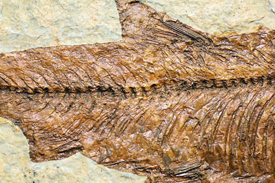 欠けのない全景！保存状態抜群のナイティアが中央に鎮座しています