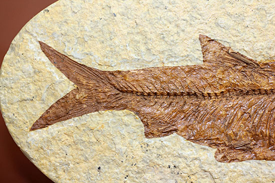 欠けのない全景！保存状態抜群のナイティアが中央に鎮座しています