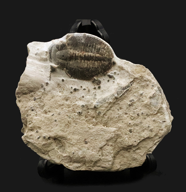 最も古く、そして最も有名な三葉虫、米国ユタ州産三葉虫、エルラシア・キンギ（Elrathia kingi）の化石（その1）