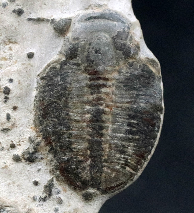 最も古く、そして最も有名な三葉虫、米国ユタ州産三葉虫、エルラシア・キンギ（Elrathia kingi）の化石（その2）