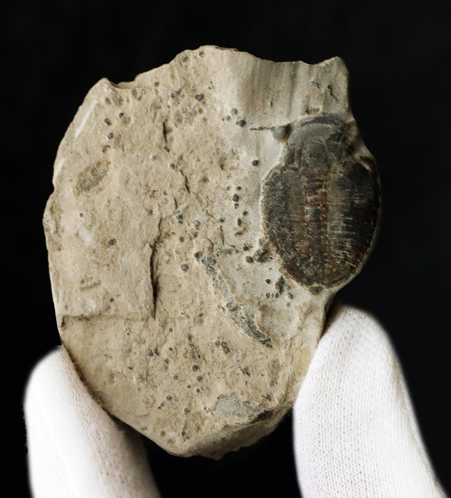 最も古く、そして最も有名な三葉虫、米国ユタ州産三葉虫、エルラシア・キンギ（Elrathia kingi）の化石（その3）