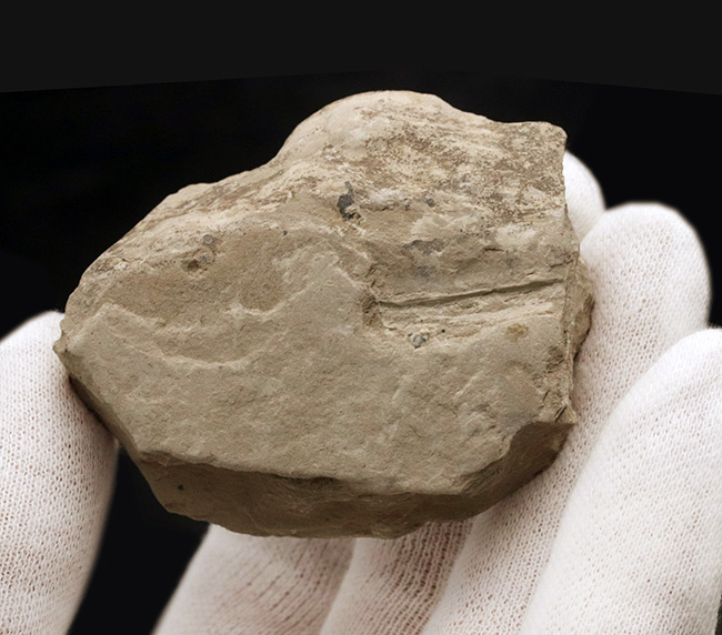 最も古く、そして最も有名な三葉虫、米国ユタ州産三葉虫、エルラシア・キンギ（Elrathia kingi）の化石（その4）