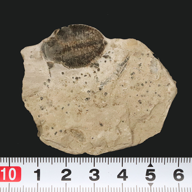 最も古く、そして最も有名な三葉虫、米国ユタ州産三葉虫、エルラシア・キンギ（Elrathia kingi）の化石（その6）