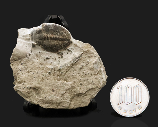 最も古く、そして最も有名な三葉虫、米国ユタ州産三葉虫、エルラシア・キンギ（Elrathia kingi）の化石（その7）