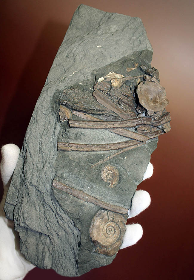 豪華！イクチオサウルスの肋骨と椎骨にアンモナイトが同居したマルチプレート標本（その1）