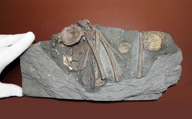 豪華！イクチオサウルスの肋骨と椎骨にアンモナイトが同居したマルチプレート標本（その14）