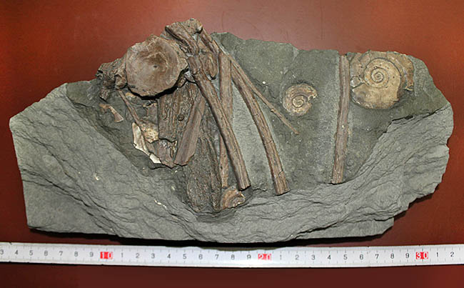 豪華！イクチオサウルスの肋骨と椎骨にアンモナイトが同居したマルチプレート標本（その15）