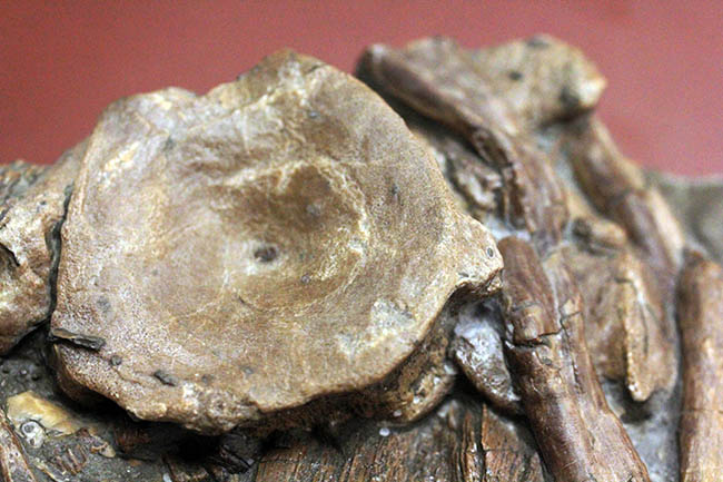豪華！イクチオサウルスの肋骨と椎骨にアンモナイトが同居したマルチプレート標本（その17）