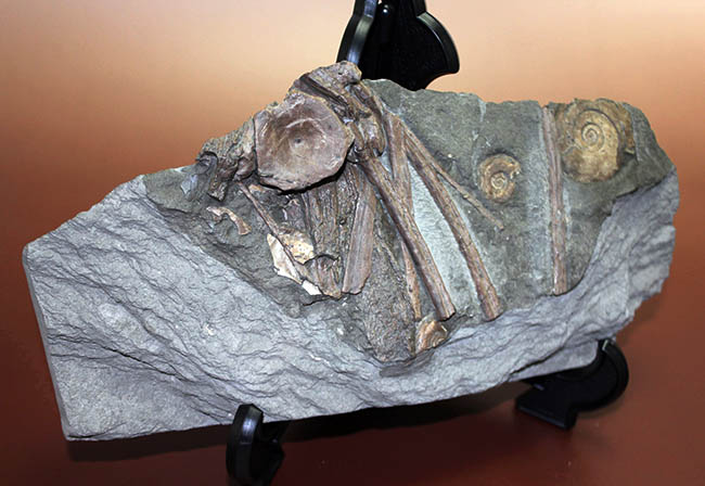 豪華！イクチオサウルスの肋骨と椎骨にアンモナイトが同居したマルチプレート標本（その2）