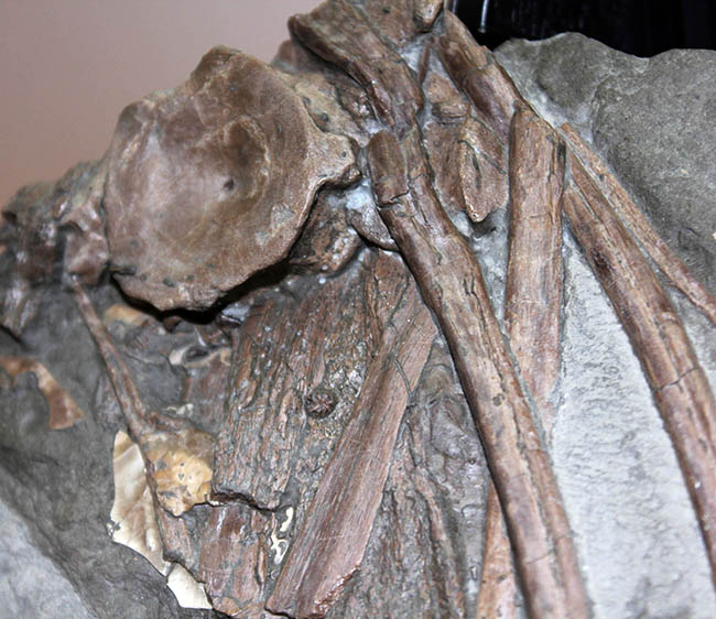 豪華！イクチオサウルスの肋骨と椎骨にアンモナイトが同居したマルチプレート標本（その4）