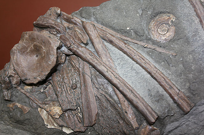 豪華！イクチオサウルスの肋骨と椎骨にアンモナイトが同居したマルチプレート標本（その5）