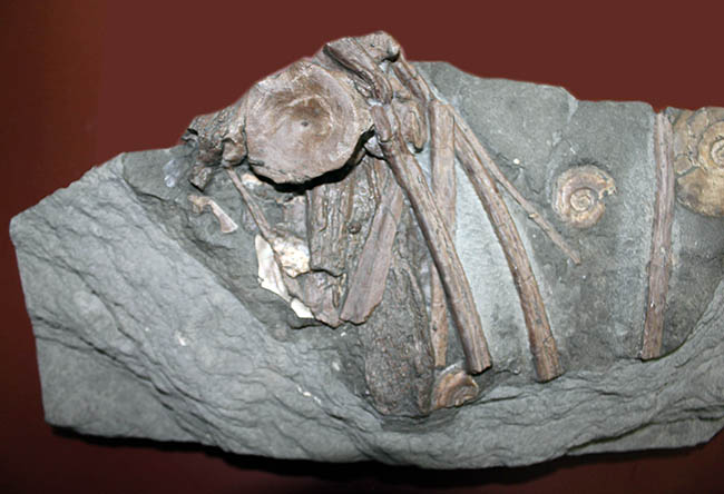 豪華！イクチオサウルスの肋骨と椎骨にアンモナイトが同居したマルチプレート標本（その6）