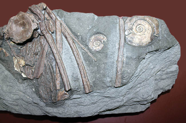 豪華！イクチオサウルスの肋骨と椎骨にアンモナイトが同居したマルチプレート標本（その7）