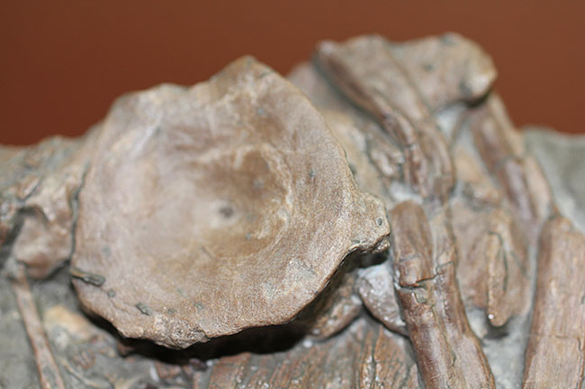 豪華！イクチオサウルスの肋骨と椎骨にアンモナイトが同居したマルチプレート標本（その8）