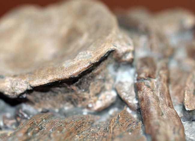 豪華！イクチオサウルスの肋骨と椎骨にアンモナイトが同居したマルチプレート標本（その9）