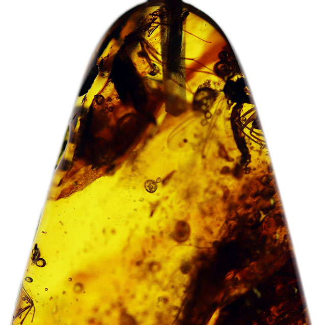 最古の宝石の一つ！バルト海産の虫入り琥珀（Amber）ペンダントトップ（シルバーチェーン、高級ジュエリーケース付き。）（その4）