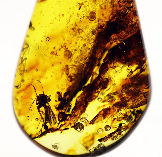 最古の宝石の一つ！バルト海産の虫入り琥珀（Amber）ペンダントトップ（シルバーチェーン、高級ジュエリーケース付き。）（その5）