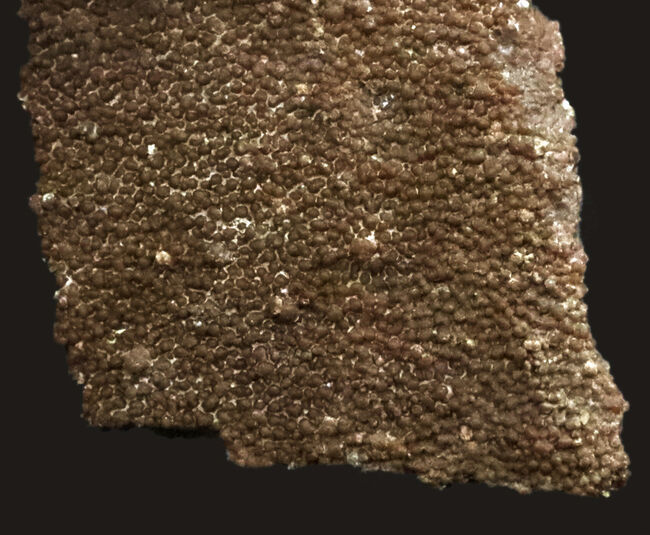 アルゼンチン・サルタ州の竜脚形類恐竜、サルタサウルス(Saltasaurus)の卵殻の化石(その3)