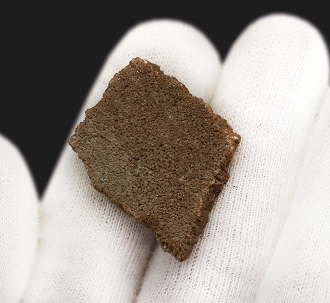 アルゼンチン・サルタ州の竜脚形類恐竜、サルタサウルス(Saltasaurus)の卵殻の化石(その4)