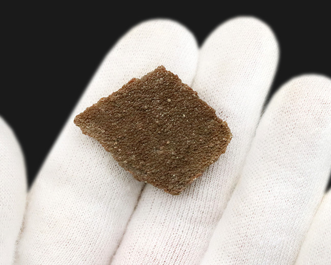 アルゼンチン・サルタ州の竜脚形類恐竜、サルタサウルス(Saltasaurus)の卵殻の化石(その5)