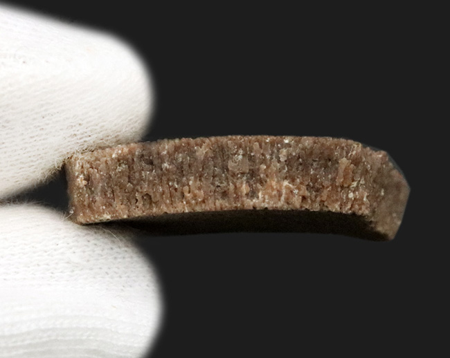 アルゼンチン・サルタ州の竜脚形類恐竜、サルタサウルス(Saltasaurus)の卵殻の化石(その6)