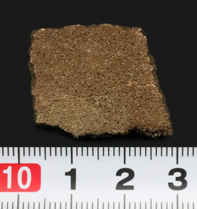 アルゼンチン・サルタ州の竜脚形類恐竜、サルタサウルス（Saltasaurus