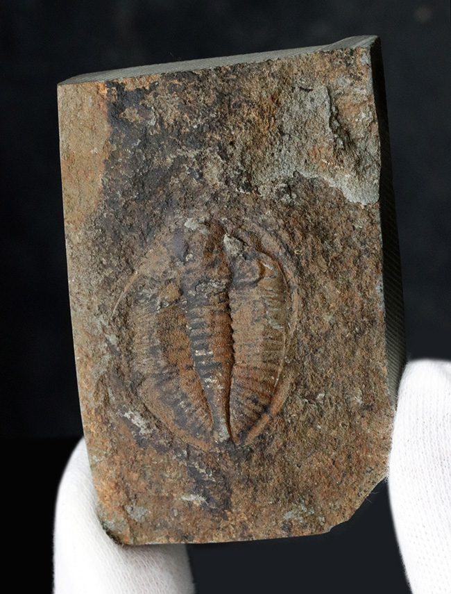 二片一組、珍しいイギリス（ウェールズ）産の三葉虫、オギギヌス・コーンデンシス（Ogyginus corndensis）のネガポジ化石（その1）