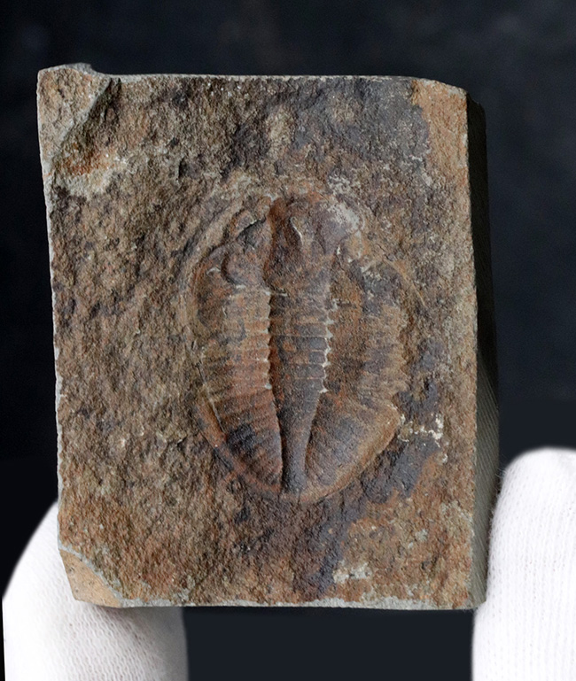二片一組、珍しいイギリス（ウェールズ）産の三葉虫、オギギヌス・コーンデンシス（Ogyginus corndensis）のネガポジ化石（その2）