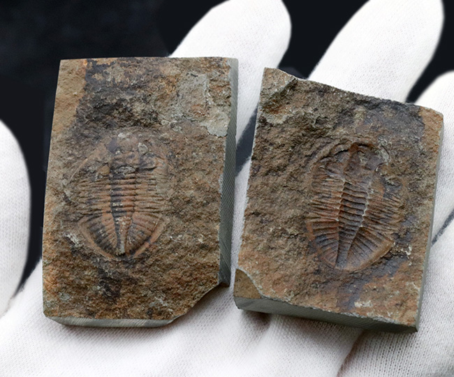 二片一組、珍しいイギリス（ウェールズ）産の三葉虫、オギギヌス・コーンデンシス（Ogyginus corndensis）のネガポジ化石（その3）