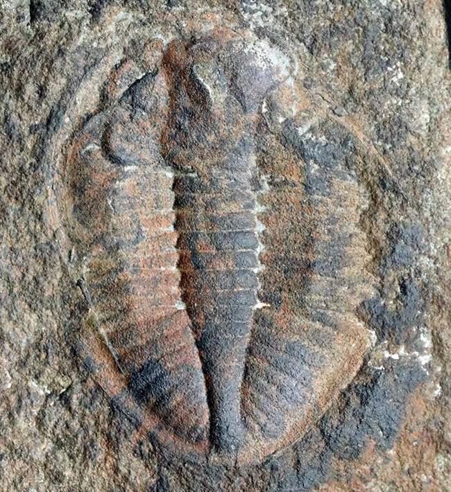 二片一組、珍しいイギリス（ウェールズ）産の三葉虫、オギギヌス・コーンデンシス（Ogyginus corndensis）のネガポジ化石（その4）