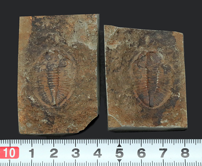 二片一組、珍しいイギリス（ウェールズ）産の三葉虫、オギギヌス・コーンデンシス（Ogyginus corndensis）のネガポジ化石（その7）