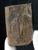 二片一組、珍しいイギリス（ウェールズ）産の三葉虫、オギギヌス・コーンデンシス（Ogyginus corndensis）のネガポジ化石