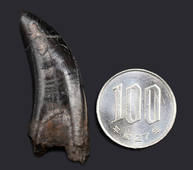 黒光り！ティラノサウルス・レックス（Tyrannosaurus rex）の幼体の歯