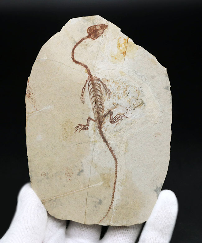 オールドコレクション！１億３千万年前のシルト質の地層から採集された、ミニドラゴンこと、ヒファロサウルス（Hyphalosaurus lingyuanensis）の全身化石（その1）