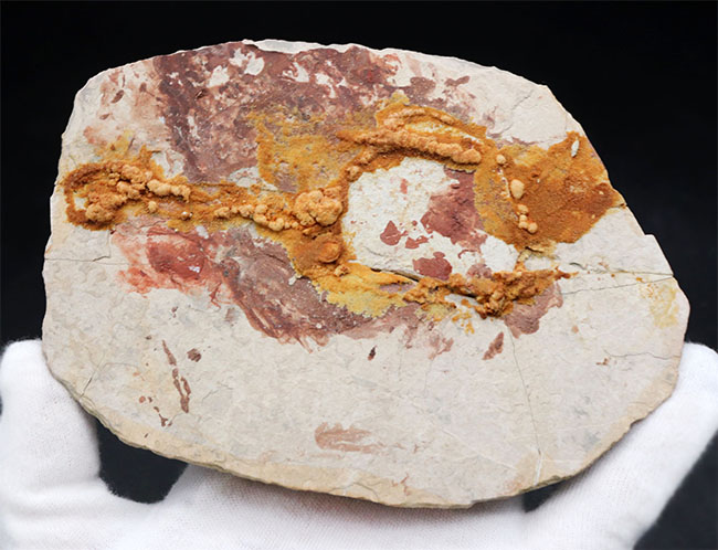 オールドコレクション！１億３千万年前のシルト質の地層から採集された、ミニドラゴンこと、ヒファロサウルス（Hyphalosaurus lingyuanensis）の全身化石（その10）