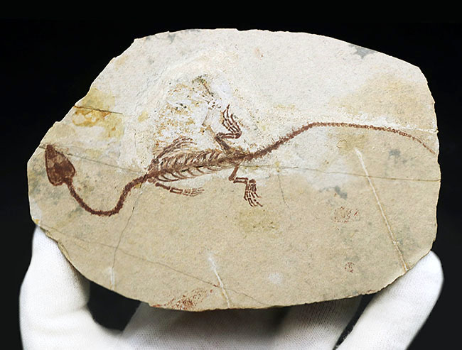 オールドコレクション！１億３千万年前のシルト質の地層から採集された、ミニドラゴンこと、ヒファロサウルス（Hyphalosaurus lingyuanensis）の全身化石（その11）