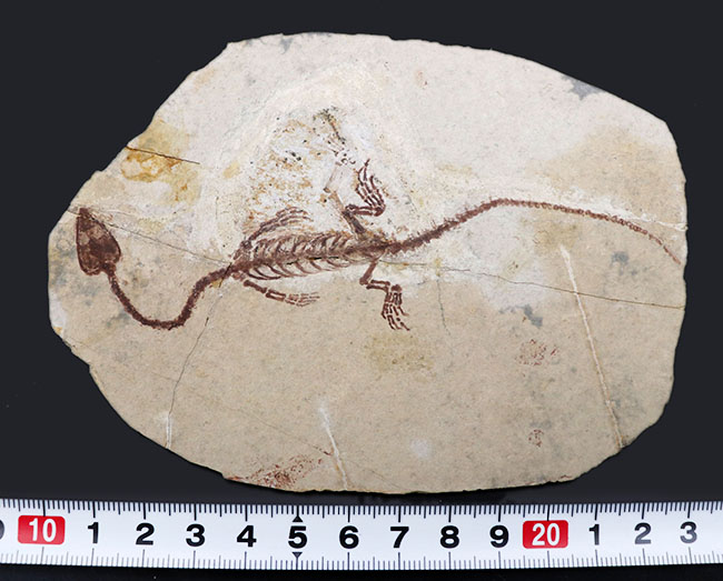 オールドコレクション！１億３千万年前のシルト質の地層から採集された、ミニドラゴンこと、ヒファロサウルス（Hyphalosaurus lingyuanensis）の全身化石（その13）